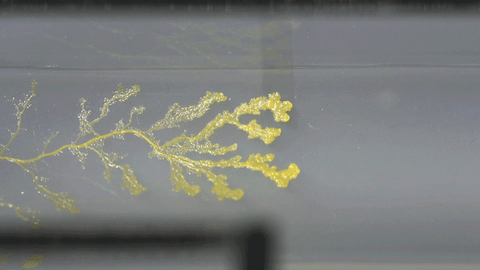 Thumbnail of What is this pretty yellow goo? Delicious slime mold, of course