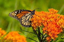 Thumbnail of The Plant Native: A Beginner’s Guide to Native Plants