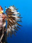 Thumbnail of Crinoid