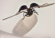 Thumbnail of Nikon Small World