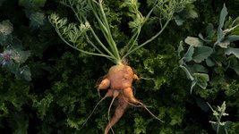 Thumbnail of Fruits and vegetables are less nutritious than they used to be