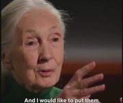 Thumbnail of Jane Goodall filmed this before her death, knowing it wouldn't be aired until after.