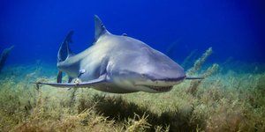 Thumbnail of The evolution of sharks