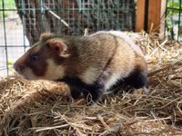 Thumbnail of 戦時下のウクライナで絶滅危惧ハムスターを救え、ある学者の闘い