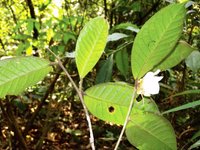 Thumbnail of Camellia yangii: nueva especie de té hallada en China