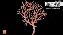 Thumbnail of 沖縄本島東の深海で新種発見 「リュウキュウサンゴ」と命名を|NHK 沖縄県のニュース