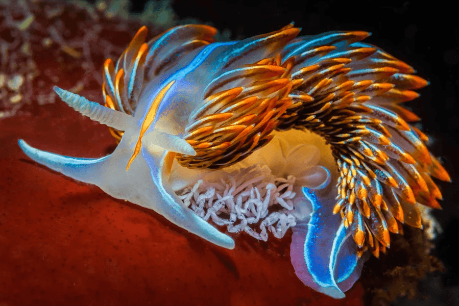 Preview of nudibranches-png