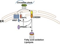 Thumbnail of Why Fat Loss Begins at Sunrise: How Circadian Biology Controls Your Ability to Burn Fat