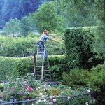 Thumbnail of Growing a Hornbeam Hedge