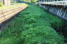 Thumbnail of 地球上最悪の侵略植物 既に定着か 岡山・矢掛の大渡川、広範囲に繁茂:山陽新聞デジタル|さんデジ