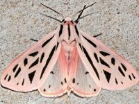 Thumbnail of Found on Cosmos