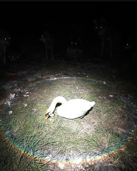 Preview of 2863-jpeg-6efeb2f7e4214973