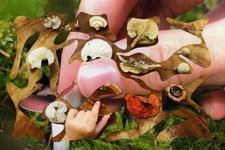 Thumbnail of Democratizing Biology through Informal Learning