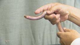 Thumbnail of 「生きた化石」とも呼ばれる「ヌタウナギ」知られざる生態を解明…通説覆す発表「50年近く生きることも」実は島根県沖の日本海が全国有数の漁獲高(BSS山陰放送) - Yahoo!ニュース