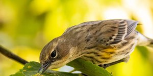 Thumbnail of Birdwatching Is Having a Moment - And We Need to Talk About It