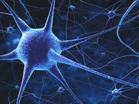 Thumbnail of 11 Interesting Facts About the Brain and Nervous System