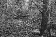 Thumbnail of Becoming Tree — jonas—voigt.com