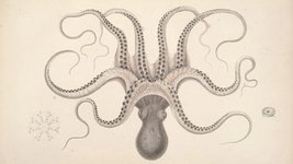 Thumbnail of Become an Octopus Organization
