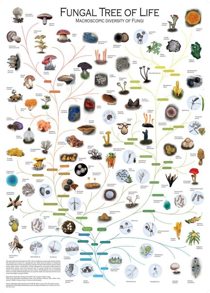 Thumbnail of Fungi are among the most important and beautiful soil organisms. 🍄 Explore the fungal tree of life, with an emphasis on the macroscopic diversity of fungi. 📷 Laszlo G. Nagy...