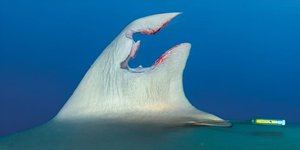 Thumbnail of The self-healing superpower of sharks