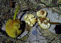 Thumbnail of Artocarpus odoratissimus