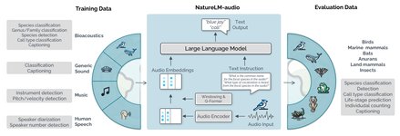 Thumbnail of NatureLM-audio: an Audio-Language Foundation Model for Bioacoustics