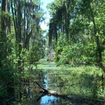 Thumbnail of Swamp