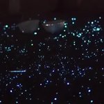 Thumbnail of 豊かな海「瀬戸内海」で青白い光を放つ幻想的な風景…小豆島町でウミホタルの鑑賞会【香川】(OHK岡山放送) - Yahoo!ニュース