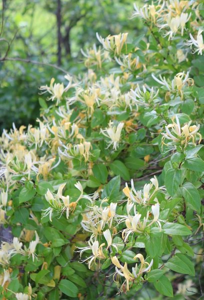 Thumbnail of honeysuckle vine - Google Search