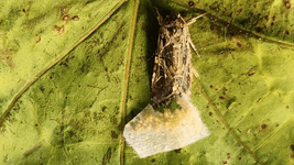 Thumbnail of Animals react to secret sounds from plants, say scientists — BBC News