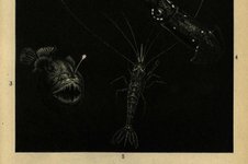 Thumbnail of Deep Into the Depths