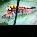 Thumbnail of John Vernon Lord