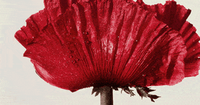 Thumbnail of An Open Letter of Resistance