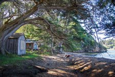 Thumbnail of A Sixty-Six-Year Journey to Tamal-Liwa — Theresa Harlan