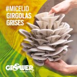 Thumbnail of Micelio de Girgolas (x 2,5 Kg)