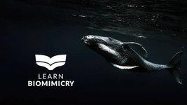Thumbnail of Learn Biomimicry