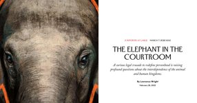 Thumbnail of The Elephant in the Courtroom | Are.na