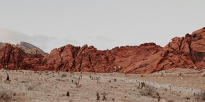 Thumbnail of [REPOST] Will the climate crisis be a boon for authoritarians?