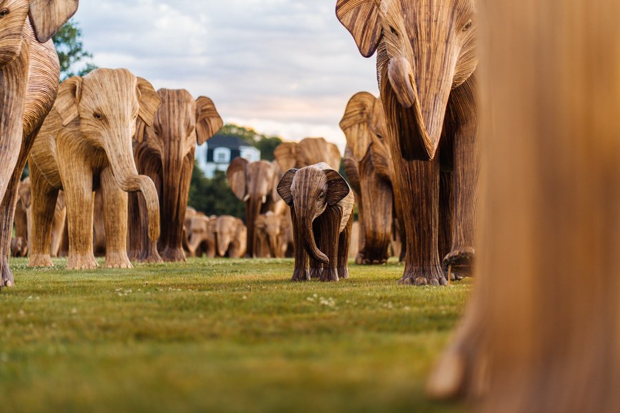 Thumbnail of 100 Life-Sized Elephants Lumber Along a Newport Cliff in a Global ...