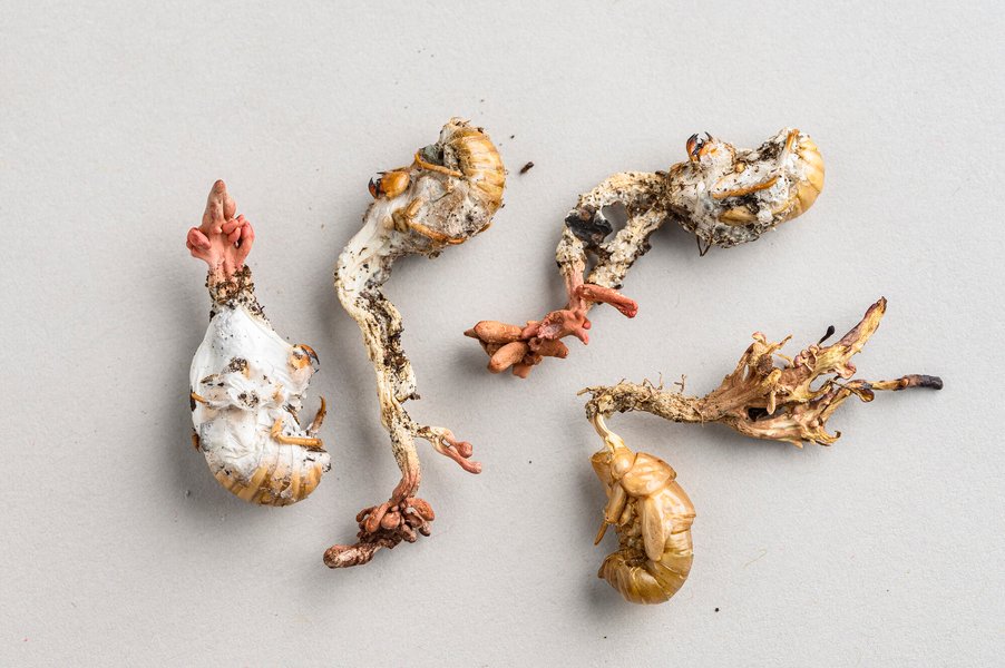 Thumbnail of mushroom growing from cicada - Google Search