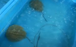 Thumbnail of 日本では絶滅危惧種、“生きた化石・カブトガニ”の甲羅の裏には……「うおー！」予想もつかない光景に「すっげぇぇぇぇ…生物っ��て未知やな〜」「最高です」（2/3） | その他生き物 ねとらぼ