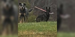 Thumbnail of Kentucky mail carrier encounters ax-wielding dog on his route