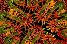 Thumbnail of The best close-up, macro and micro photographs of the year (2023)