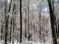 Thumbnail of 12 Scenic Trails To Explore in Pittsburgh, One for Each Month of the Year - City Cast Pittsburgh