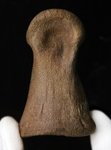 Thumbnail of これ以上望めない、比類なき保存状態……肉厚で力強い印象を放つ、極めて希少なティラノサウルス(Tyrannosaurus rex)幼体の足骨化石 ティラノサウルス科 販売