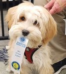 Thumbnail of Dog Training Services | San Jose