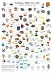 Thumbnail of Fungi are among the most important and beautiful soil organisms. 🍄 Explore the fungal tree of life, with an emphasis on the macroscopic diversity of fungi. 📷 Laszlo G. Nagy...