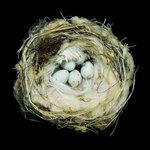 Thumbnail of our baby had surgery