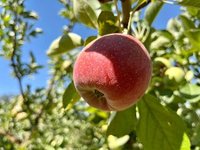 Thumbnail of Baldwin Apple Tree