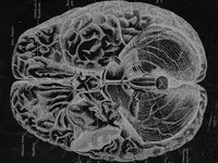 Thumbnail of The Forbidden Knowledge About How Your Brain Actually Works